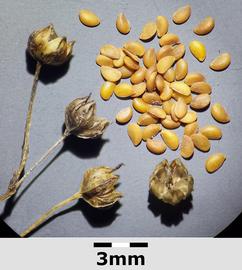   Fruits, seeds:     Linum catharticum ; Photo by Stefan Lefnaer, wikimedia commons
